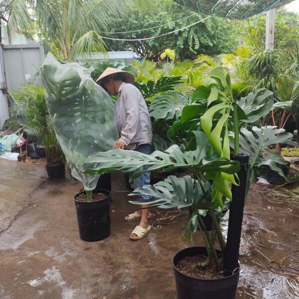 Cây trầu bà lá xẻ tặng khai trương + Chậu sứ cao cấp