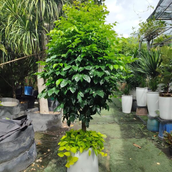 Chậu cây hạnh phúc tặng khai trương ( mix cây chân chậu )