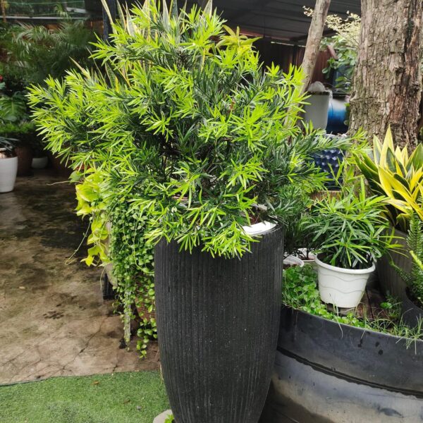 Chậu cây tặng khai trương mẫu 12