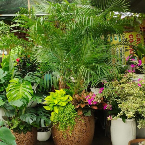 Chậu cây tặng khai trương mẫu 15