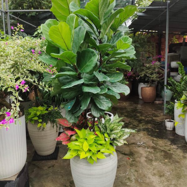 Cây bàng singapore tặng khai trương (mix chân chậu)