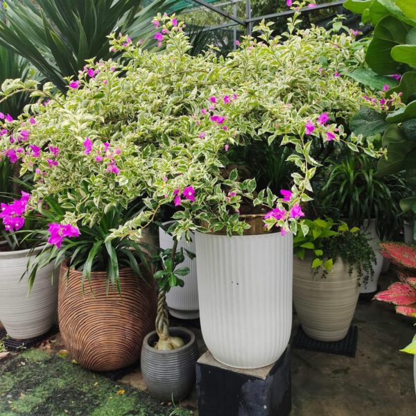 Cây hoa giấy cẩm thạch tặng khai trương + Chậu sứ cao cấp