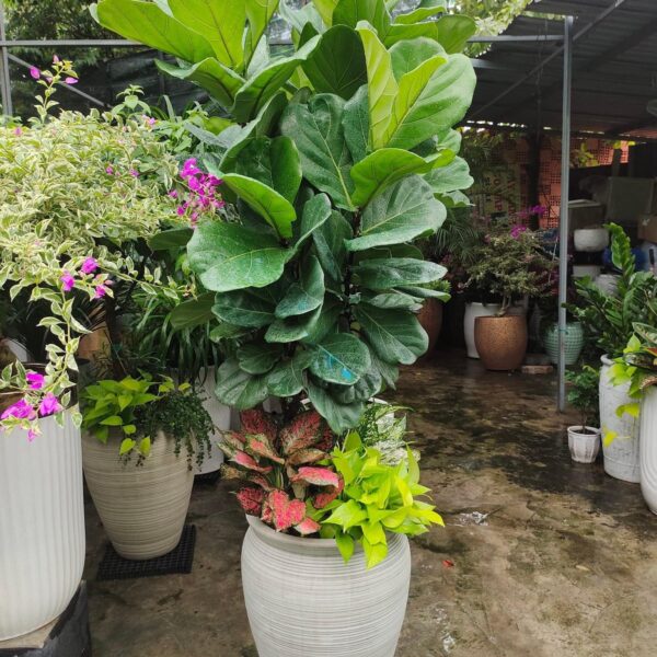 Cây bàng Singapore tặng khai trương