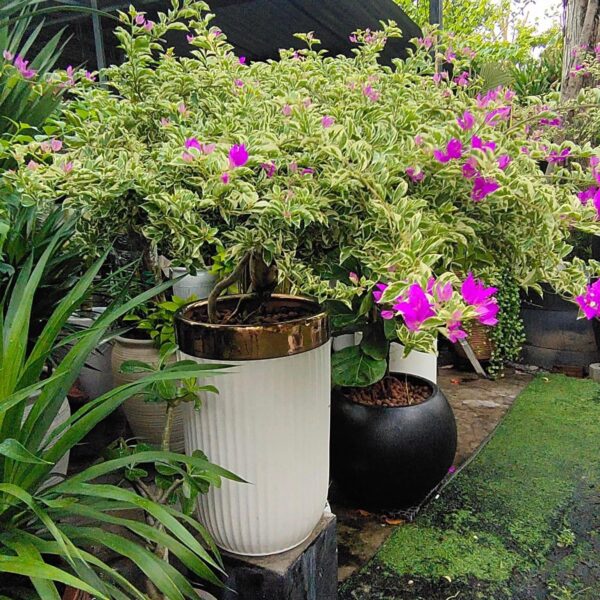 Cây hoa giấy cẩm thạch tặng khai trương