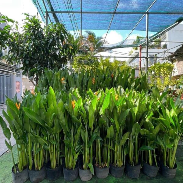 Cây tặng khai trương cửa hàng