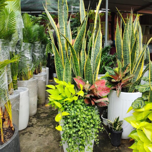 Cây lưỡi hổ viền vàng tặng khai trương