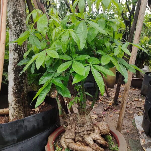 Cây kim ngân tặng khai trương
