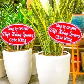 Cây tặng khai trương hàn quốc