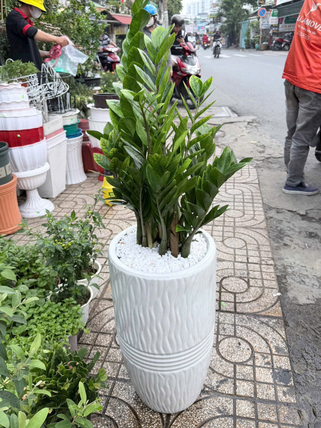 Cây kim tiền chậu trắng tặng khai trương cửa hàng – Mẫu 1
