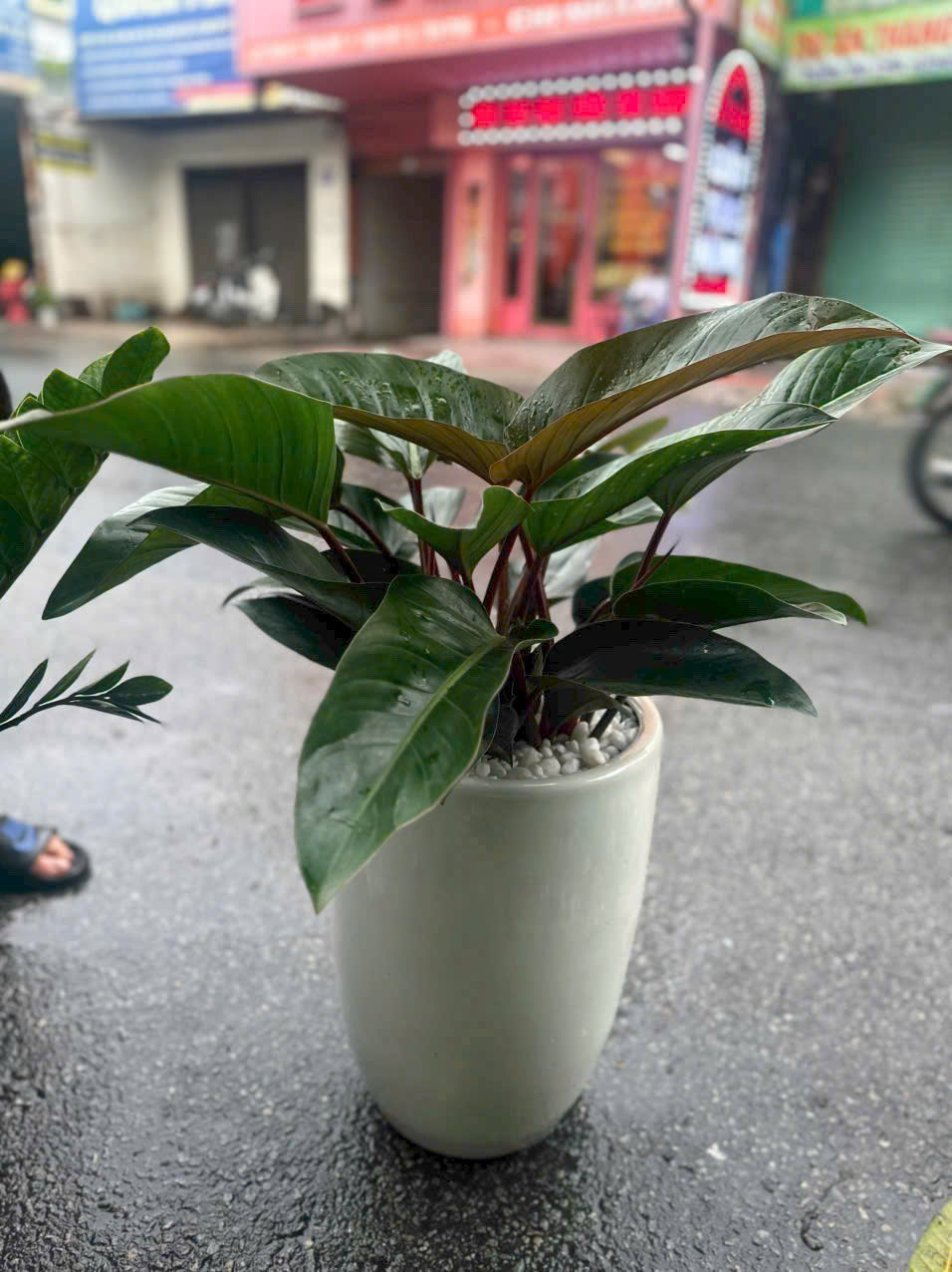 Chậu cây đế vương đỏ tặng khai trương