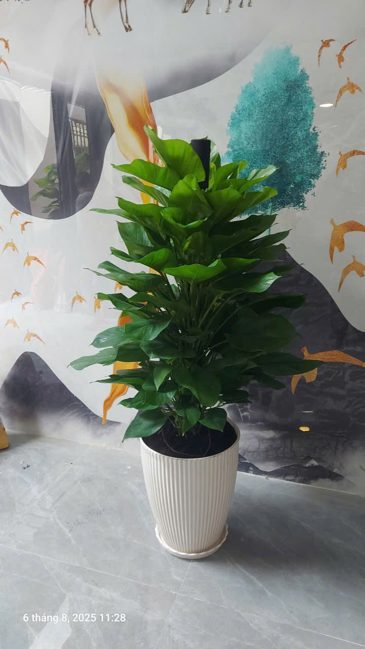 Cây trang trí khai trương cửa hàng – chậu sứ cao cấp – Mẫu 4