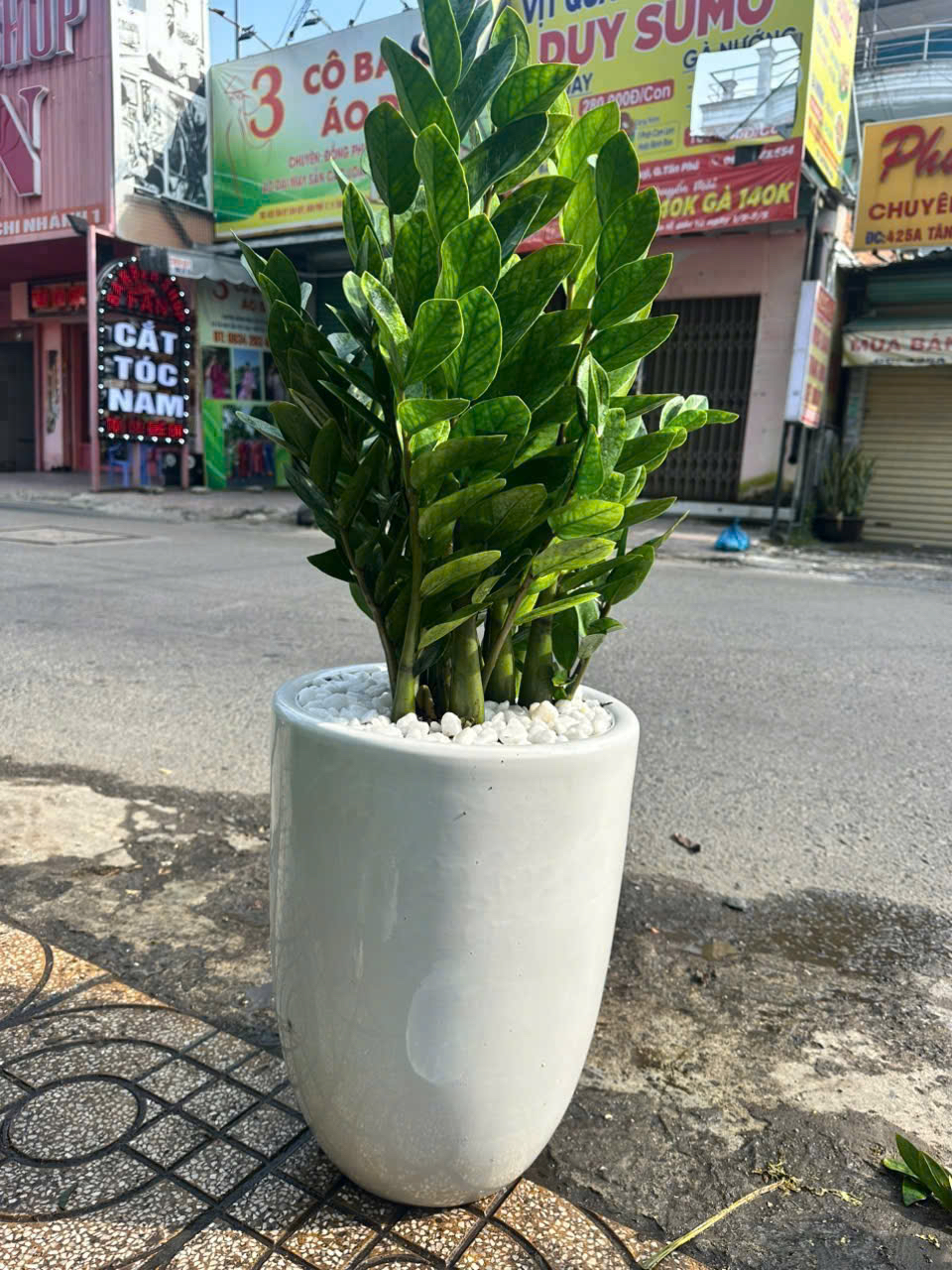 Cây kim tiền chậu men sứ trắng khai trương – Mẫu 6