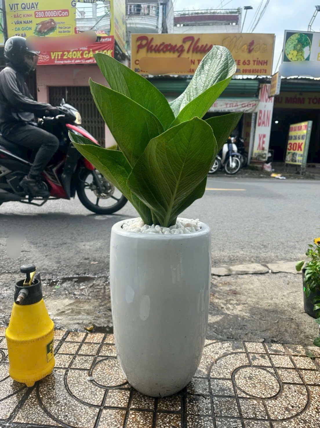 Cây phát tài chậu trụ trắng tặng khai trương – Mẫu 7