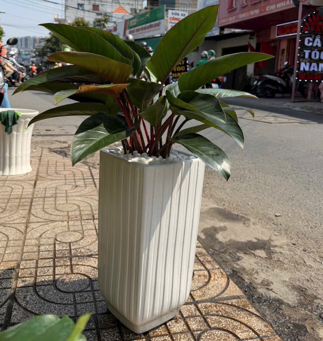 Chậu cây đế vương đỏ tặng khai trương