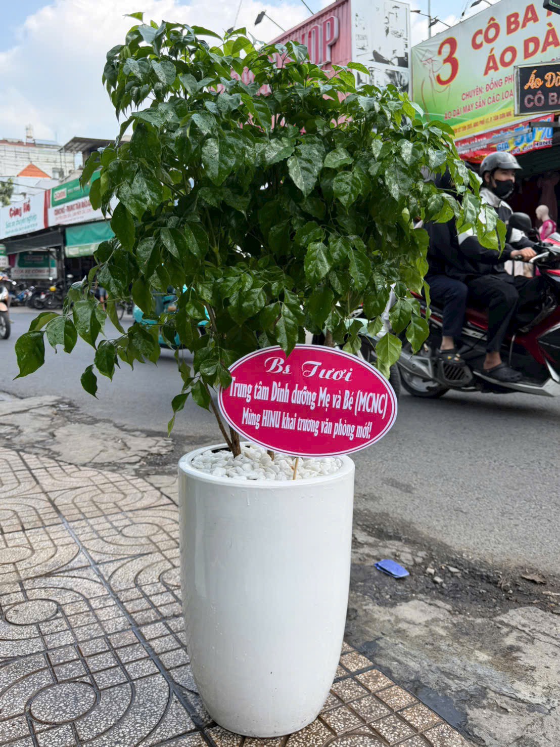 Chậu cây hạnh phúc khai trương cửa hàng cầu tài lộc – Mẫu 9