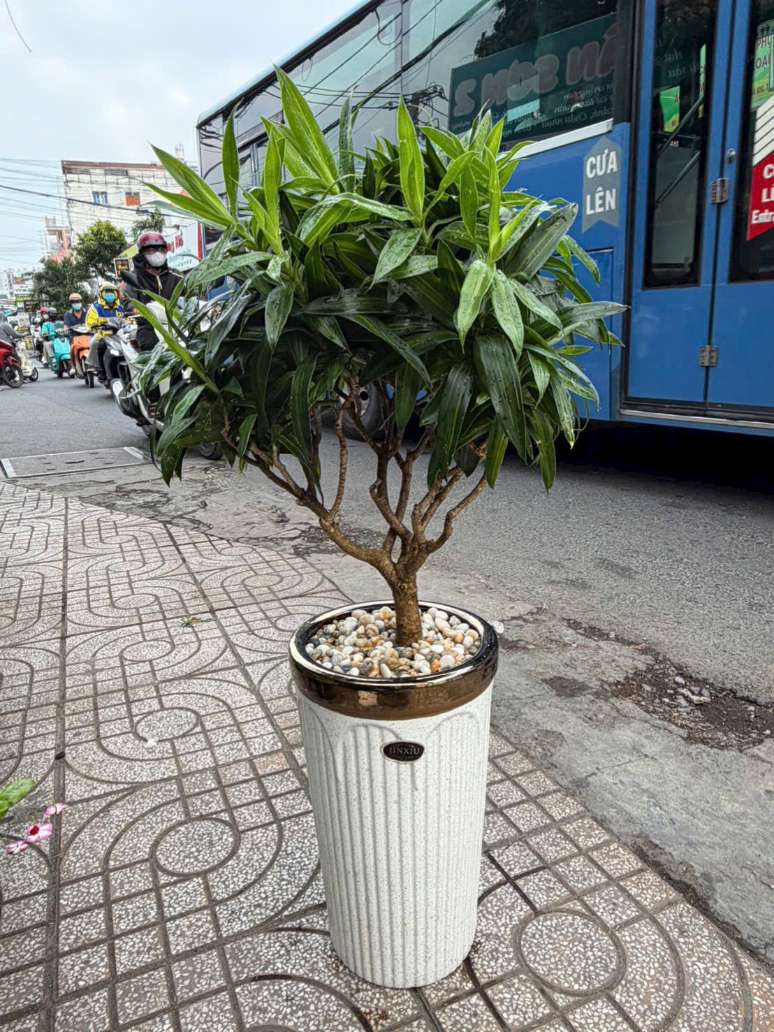 Chậu cây trúc bách hợp tặng khai trương
