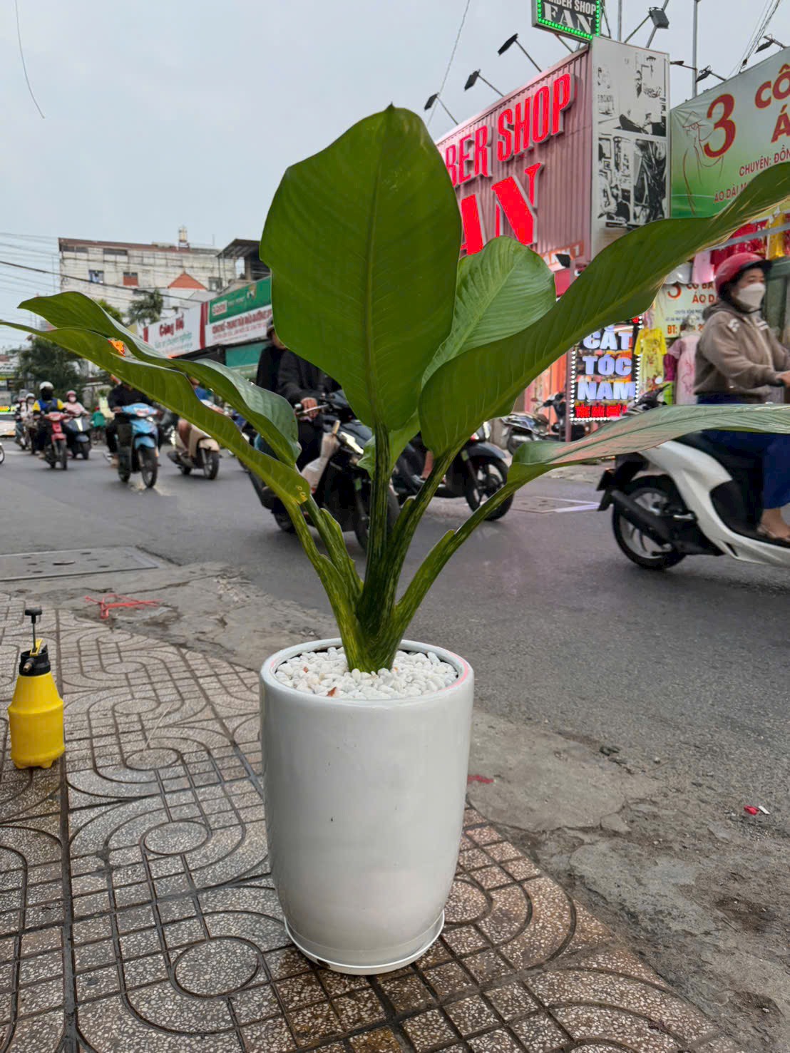 Cây đại phú gia chậu đứng tặng cửa hàng mới – Mẫu 11