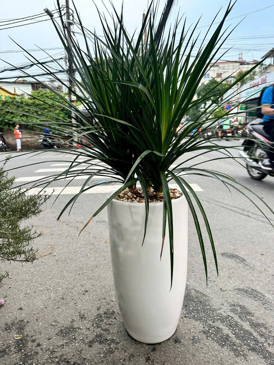 Chậu cây phát tài núi tặng khai trương