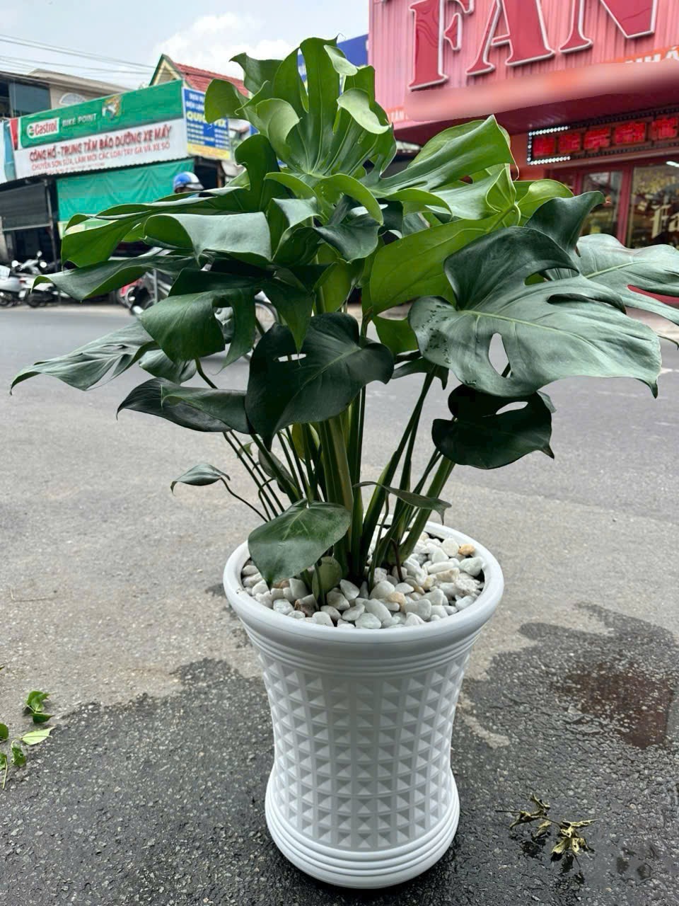Chậu cây trầu bà lá xẻ tặng khai trương