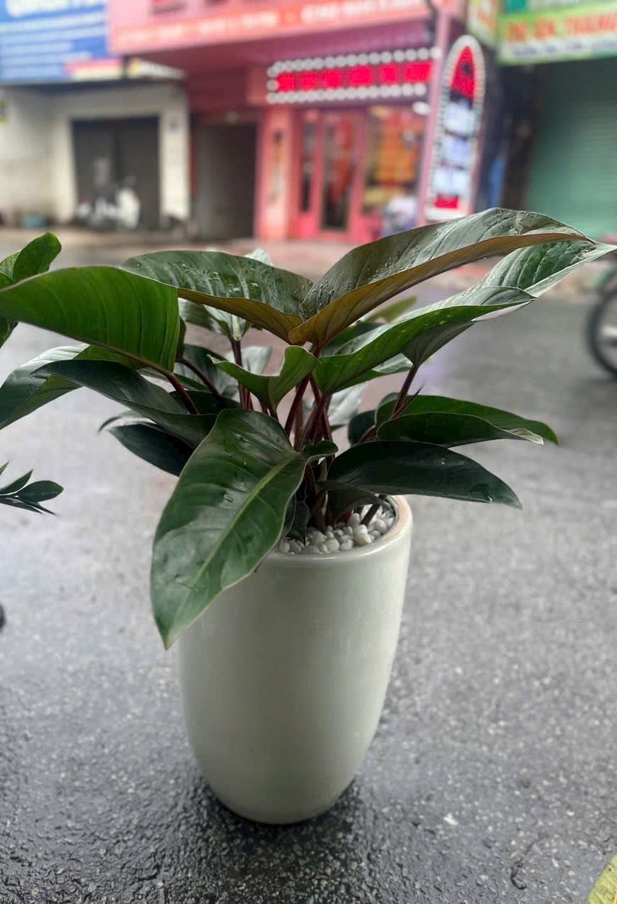Chậu cây đế vương đỏ tặng khai trương