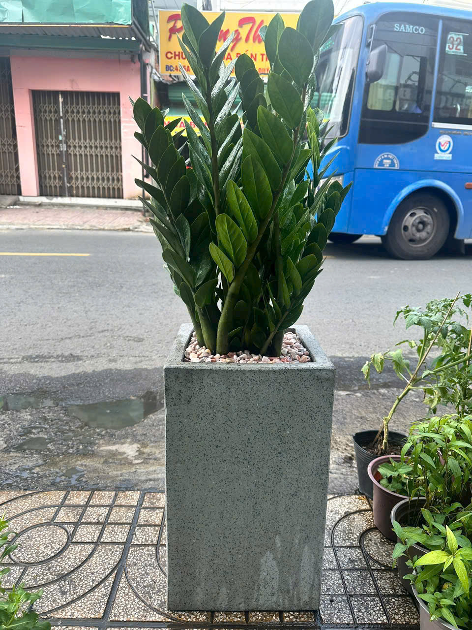 Chậu cây kim tiền tặng khai trương