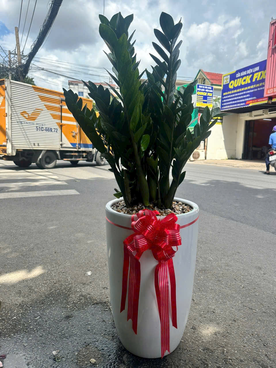 Cây trang trí quầy thu ngân – chậu sứ trắng – Mẫu 17