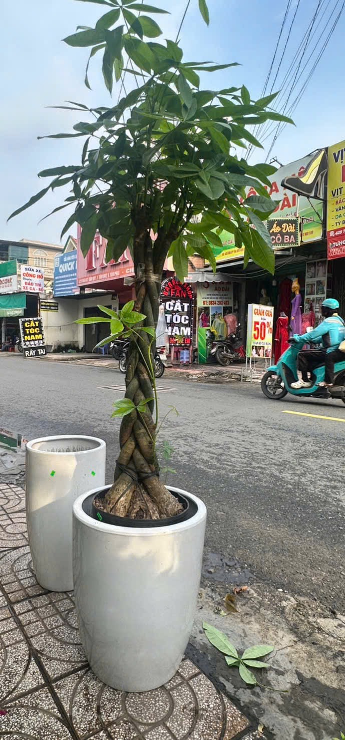 Chậu cây kim ngân tặng khai trương