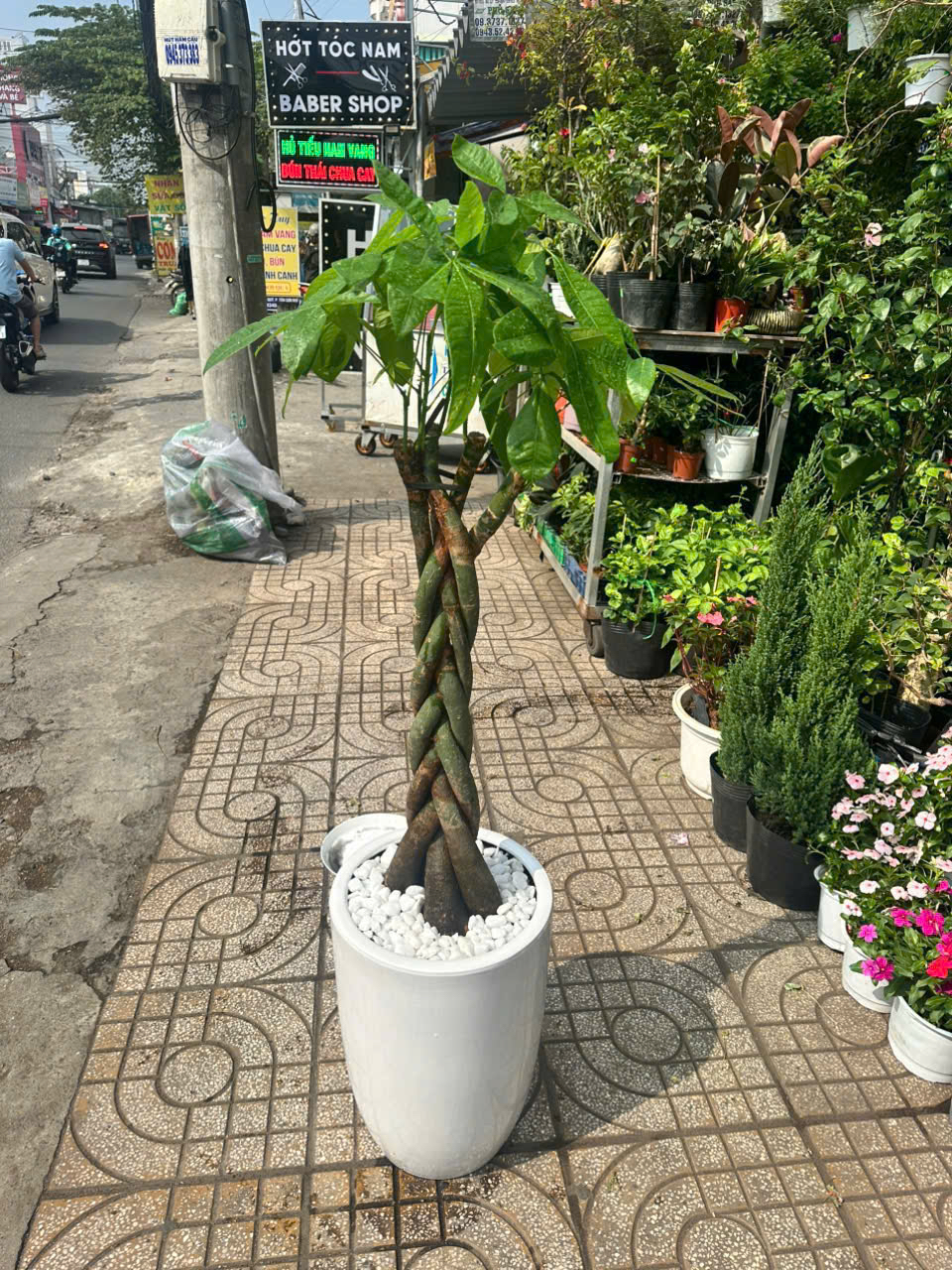 Chậu cây kim ngân tặng khai trương