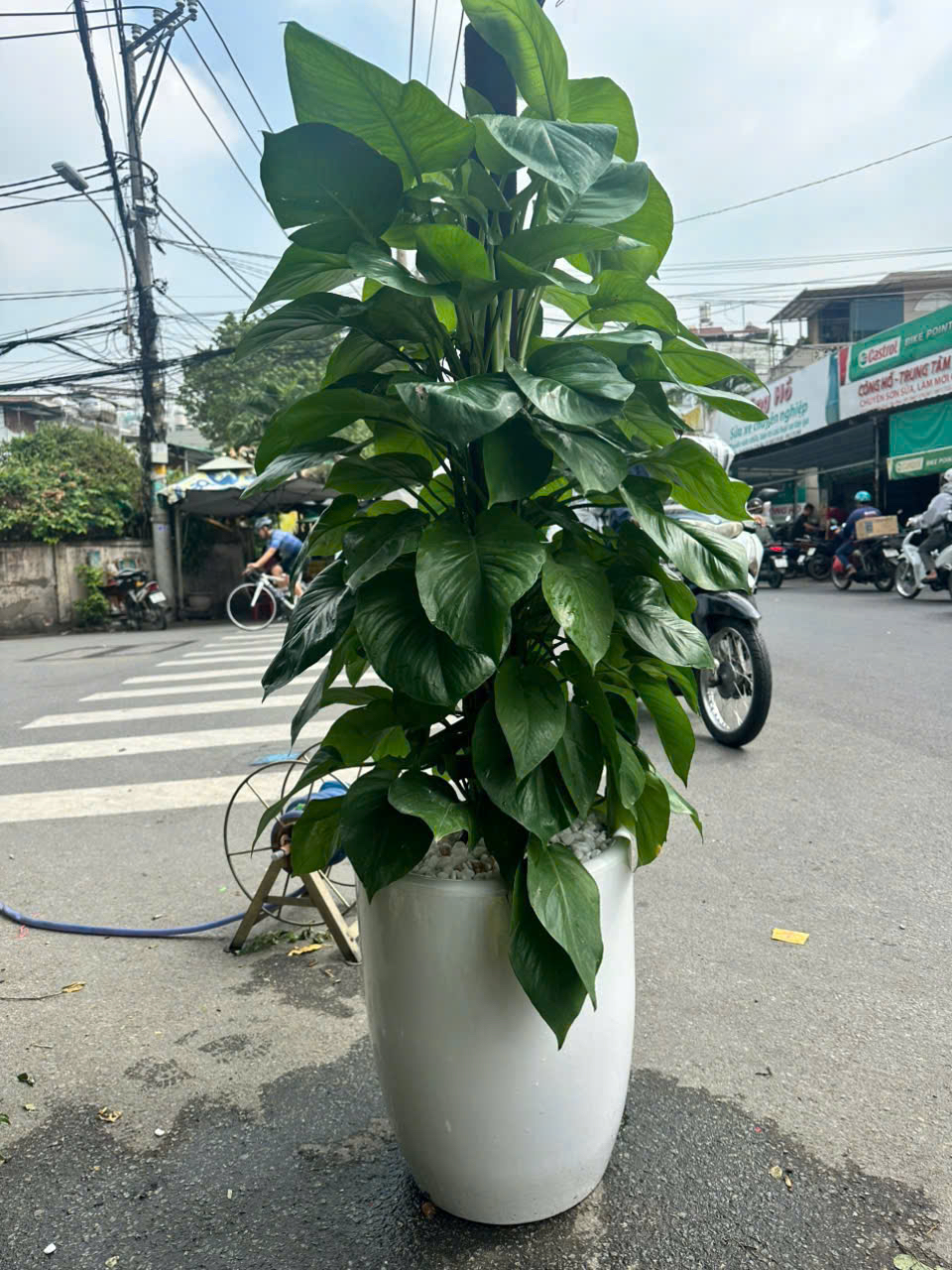 Cây trầu bà leo cột- chậu sứ sang trọng khai trương – Mẫu 22