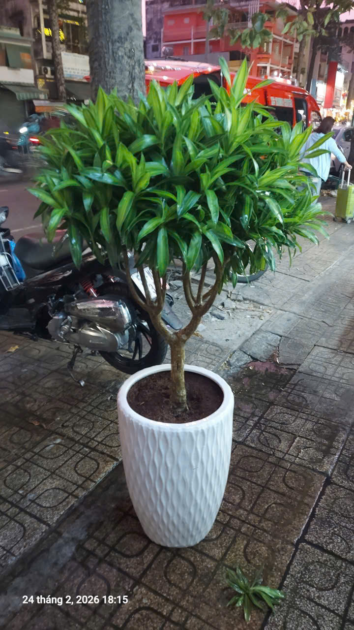 Chậu cây trúc bách hợp tặng khai trương
