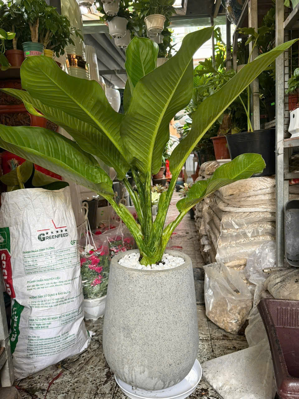 Chậu cây đại phú gia tặng khai trương cửa hàng – chậu sứ cao cấp – Mẫu 24