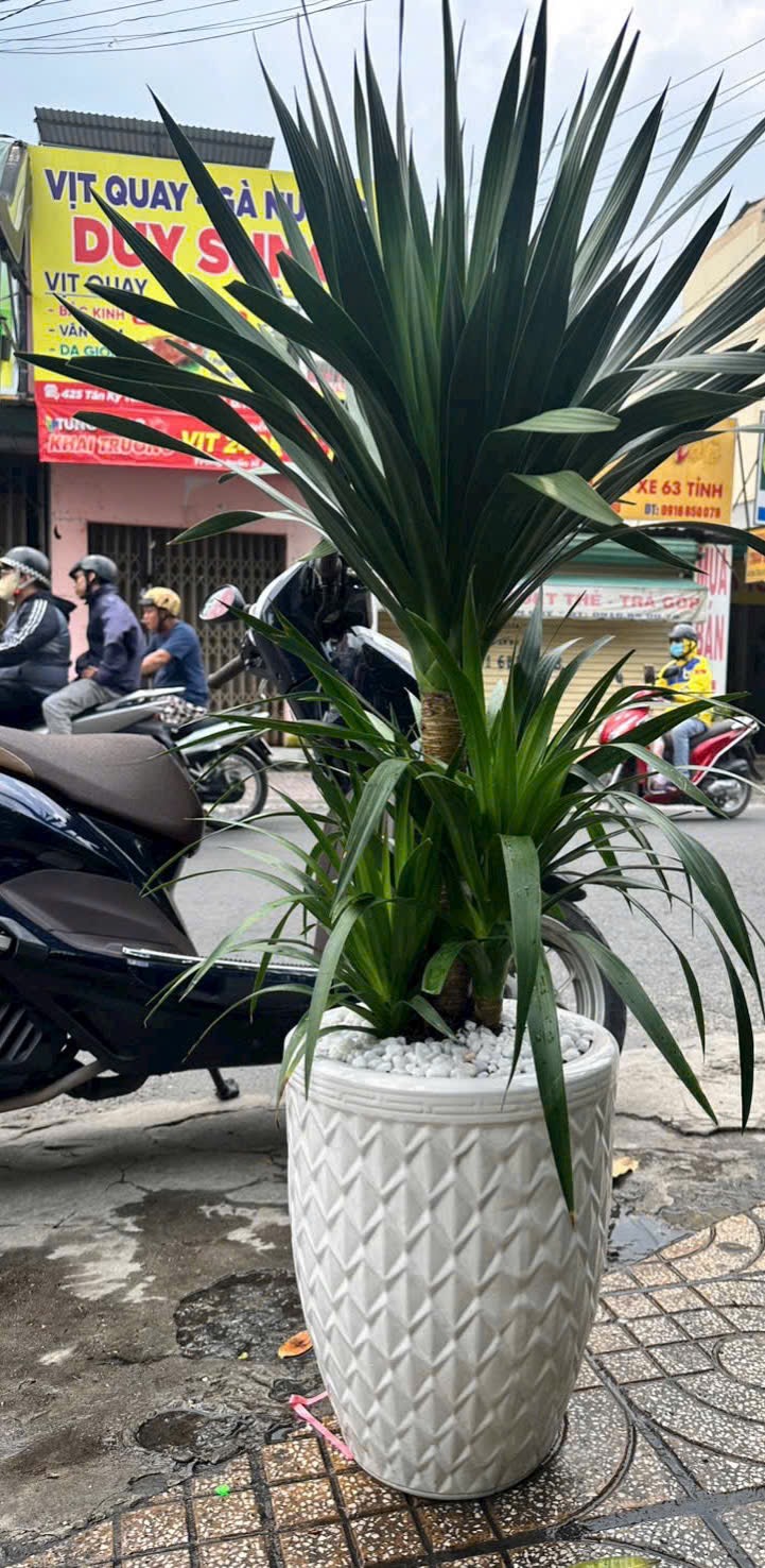 Chậu cây phát tài núi tặng khai trương