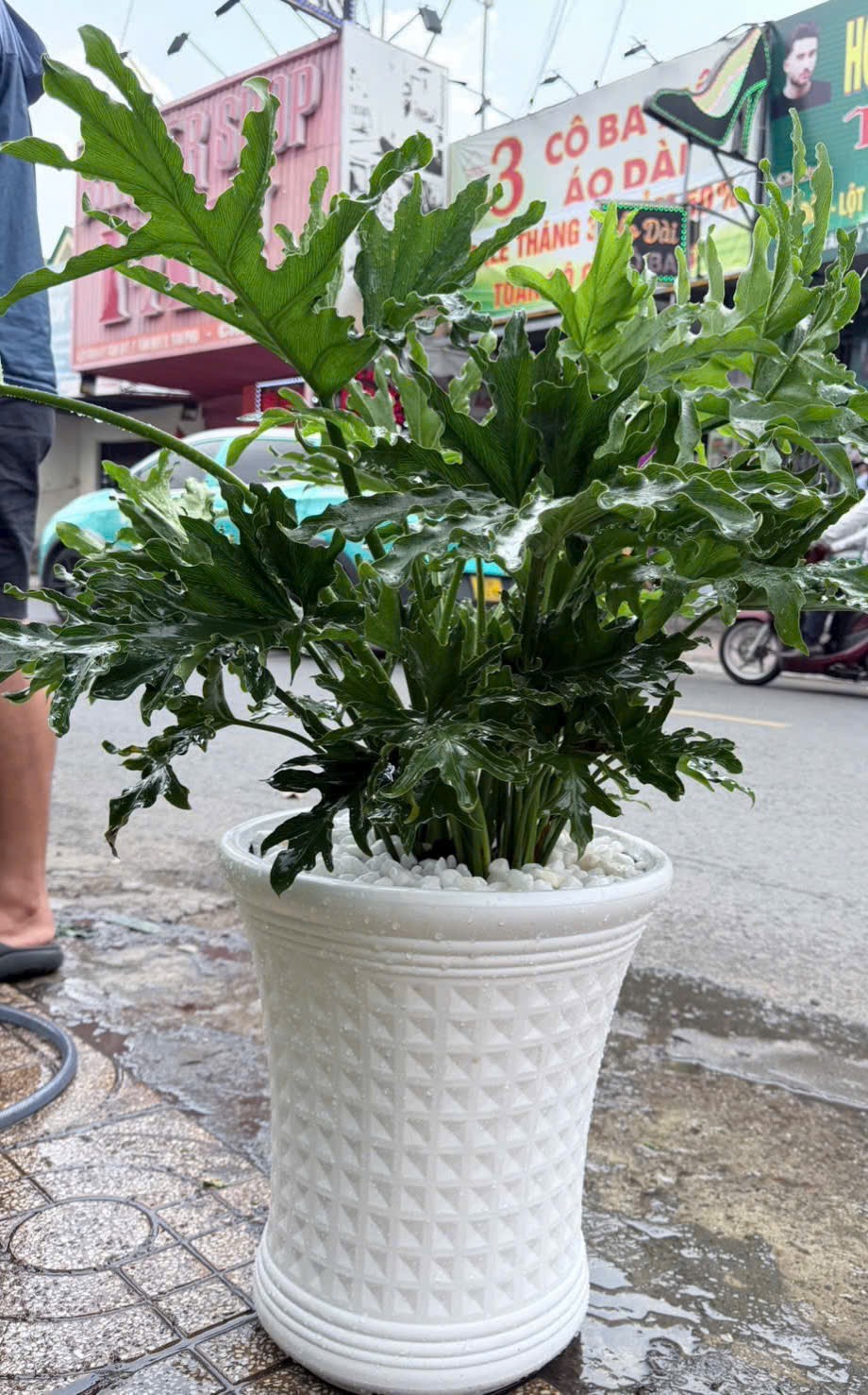 Chậu cây trầu bà thanh xuân tặng khai trương
