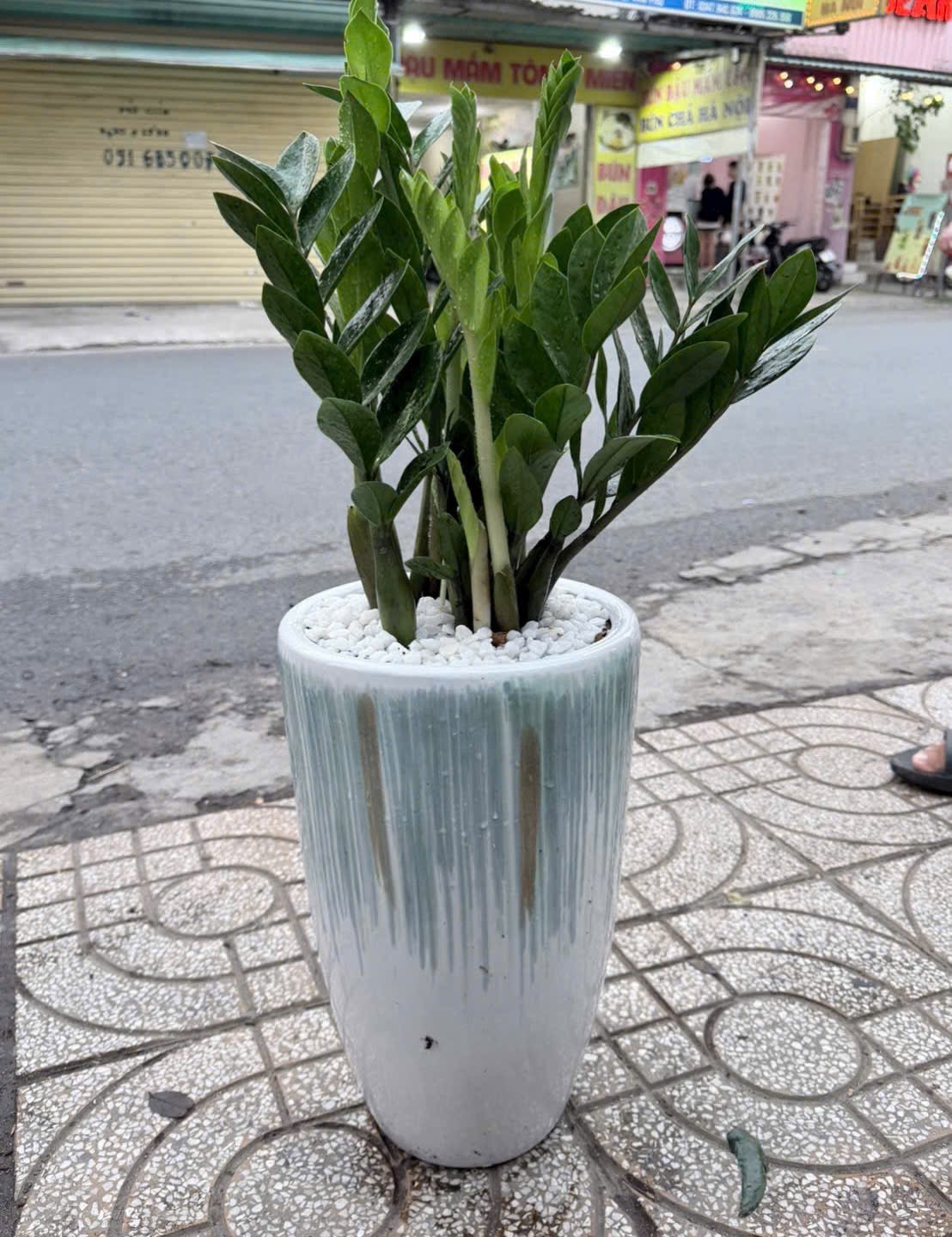 Chậu cây kim tiền tặng khai trương
