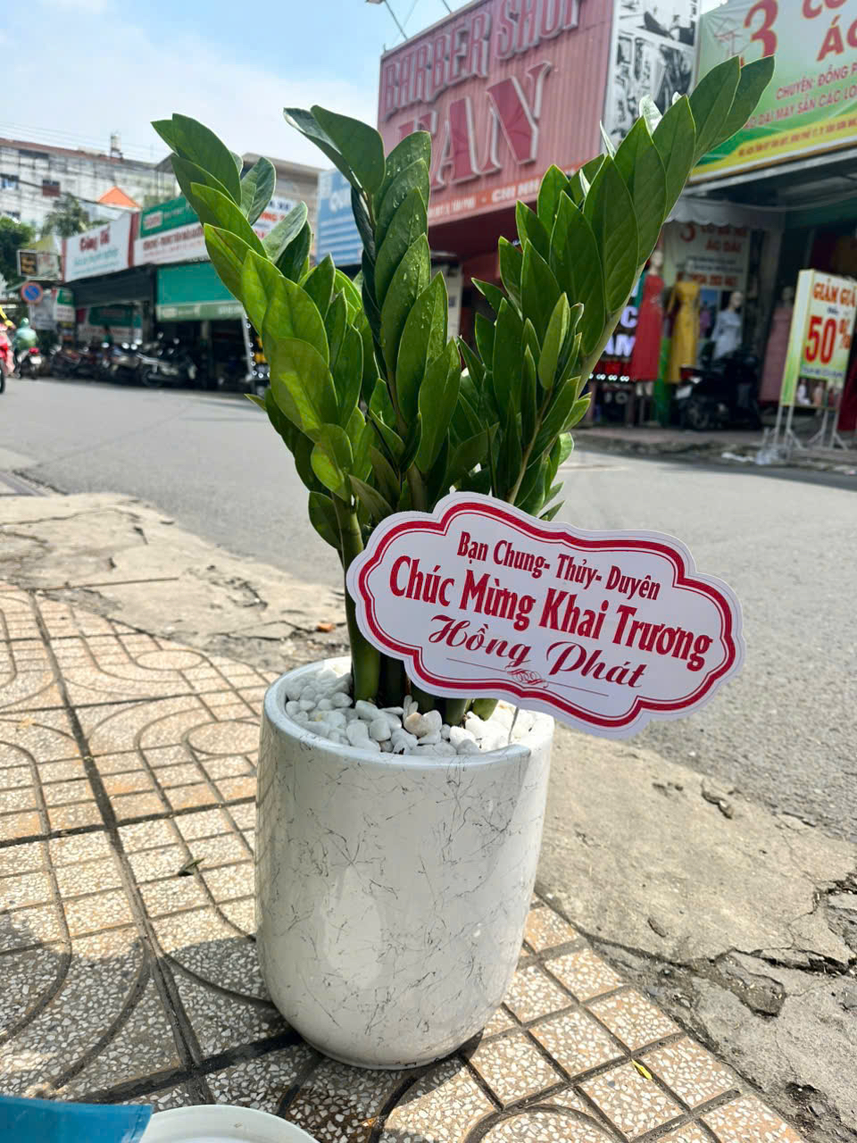 Chậu cây kim tiền khai trương cửa hàng cầu tài lộc – Mẫu 29