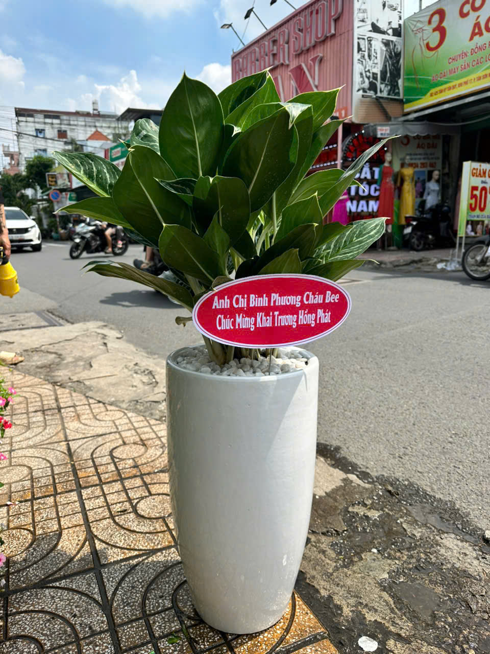 Cây bạch mã hoàng tử chậu đứng tặng cửa hàng mới – Mẫu 31