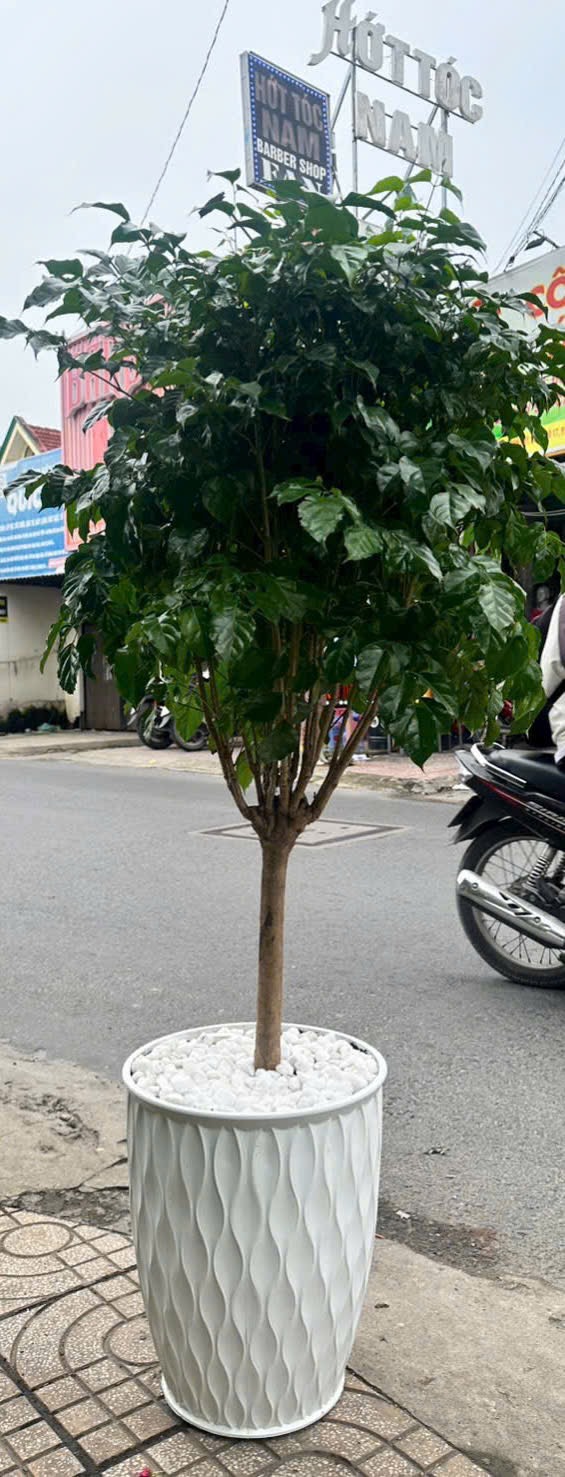 Cây hạnh phúc chậu sứ men bóng tặng khai trương – Mẫu 32