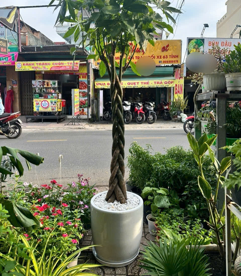 Cây kim ngân xoắn phong thủy chậu trắng khai trương cửa hàng – Mẫu 34