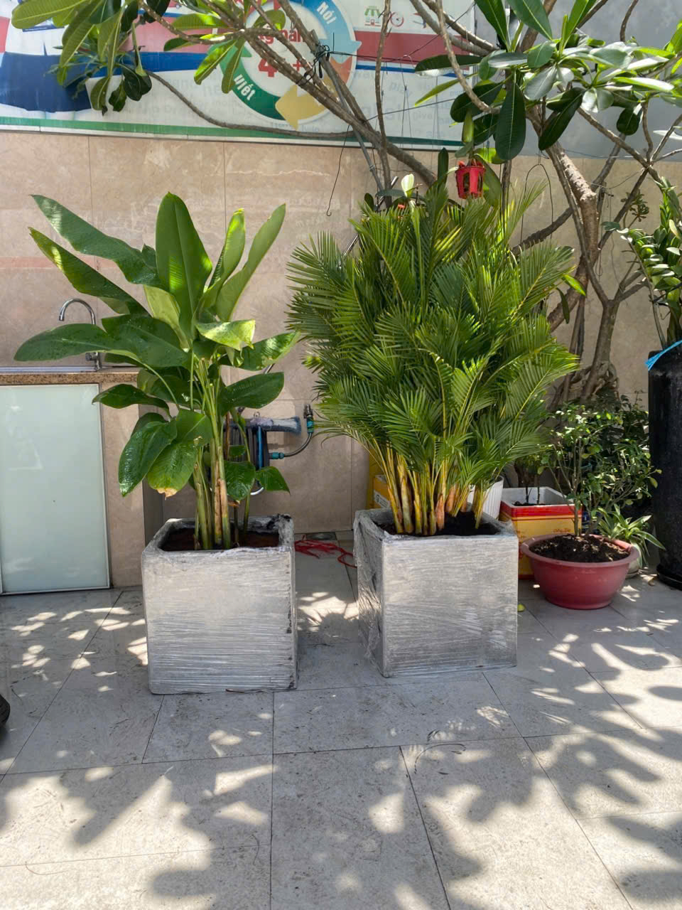 Chậu cây dừa kiểng- chậu cây chuối