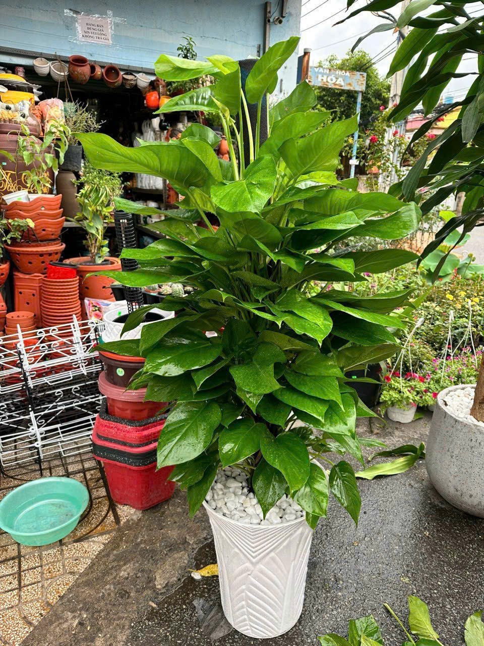 Cây trầu bà leo cột chậu trắng tặng khai trương cửa hàng – Mẫu 41