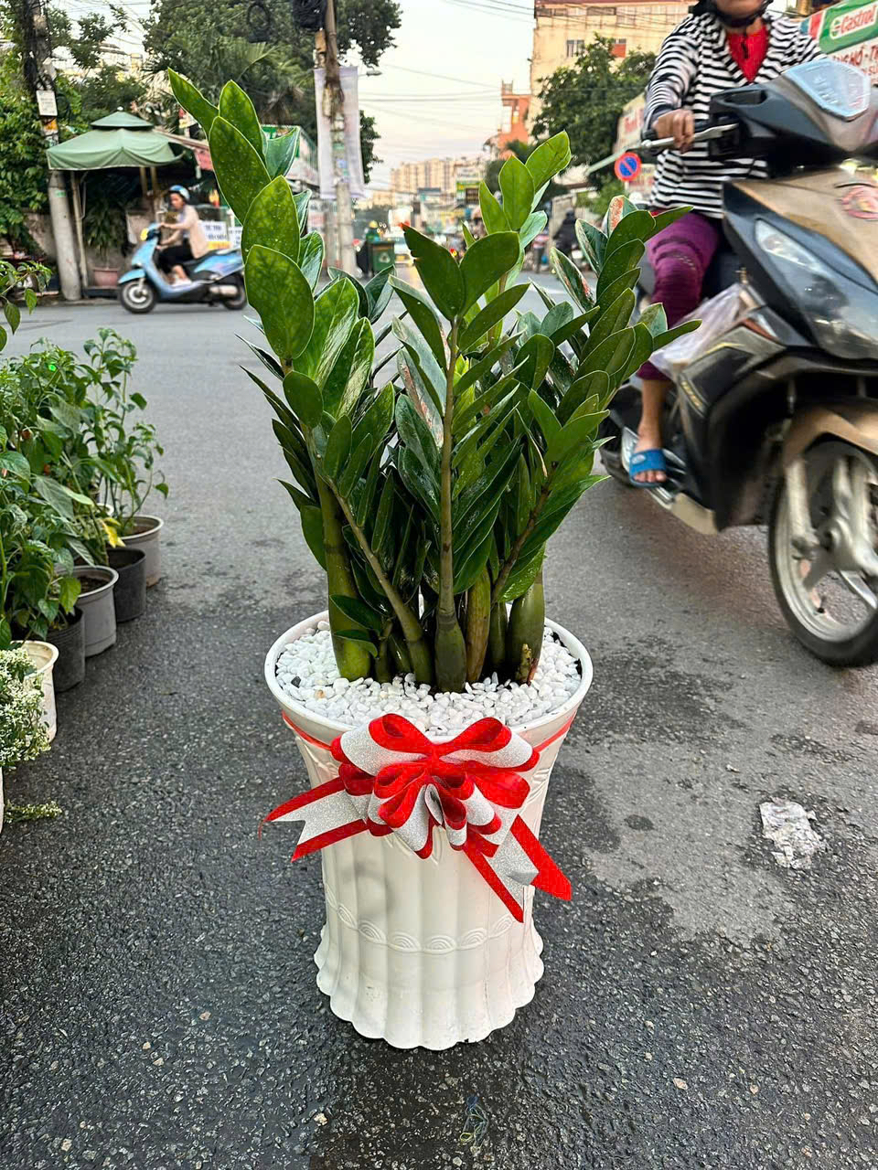 Chậu cây kim tiền sang trọng khai trương – Mẫu 42