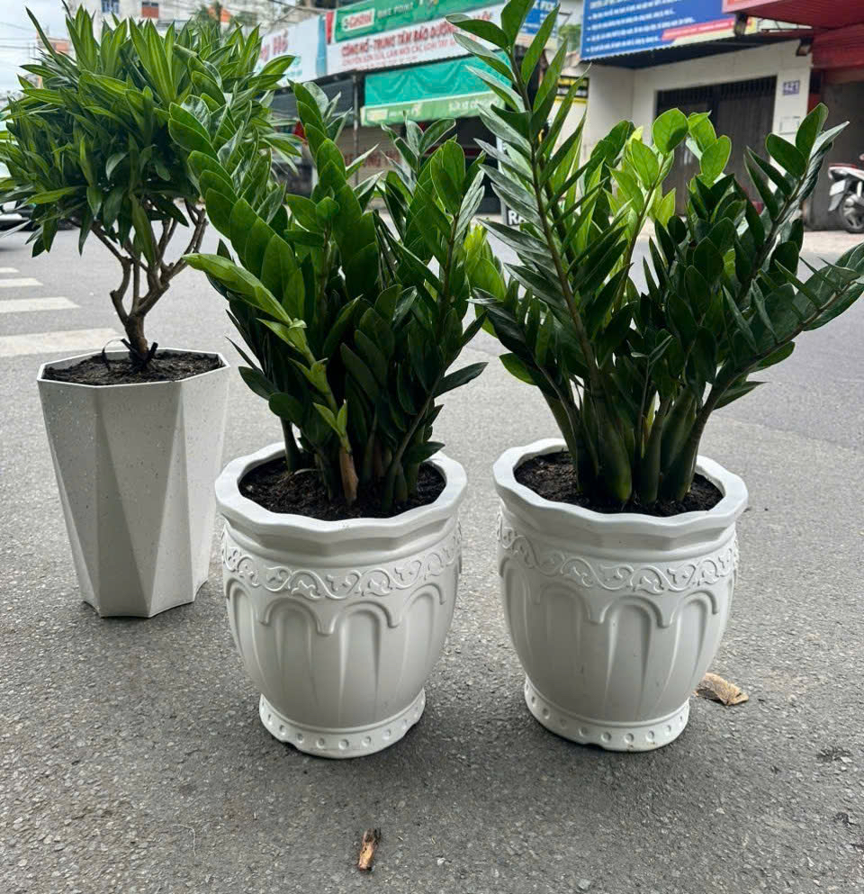 Chậu cây kim tiền tặng cửa hàng mới khai trương – Mẫu 43