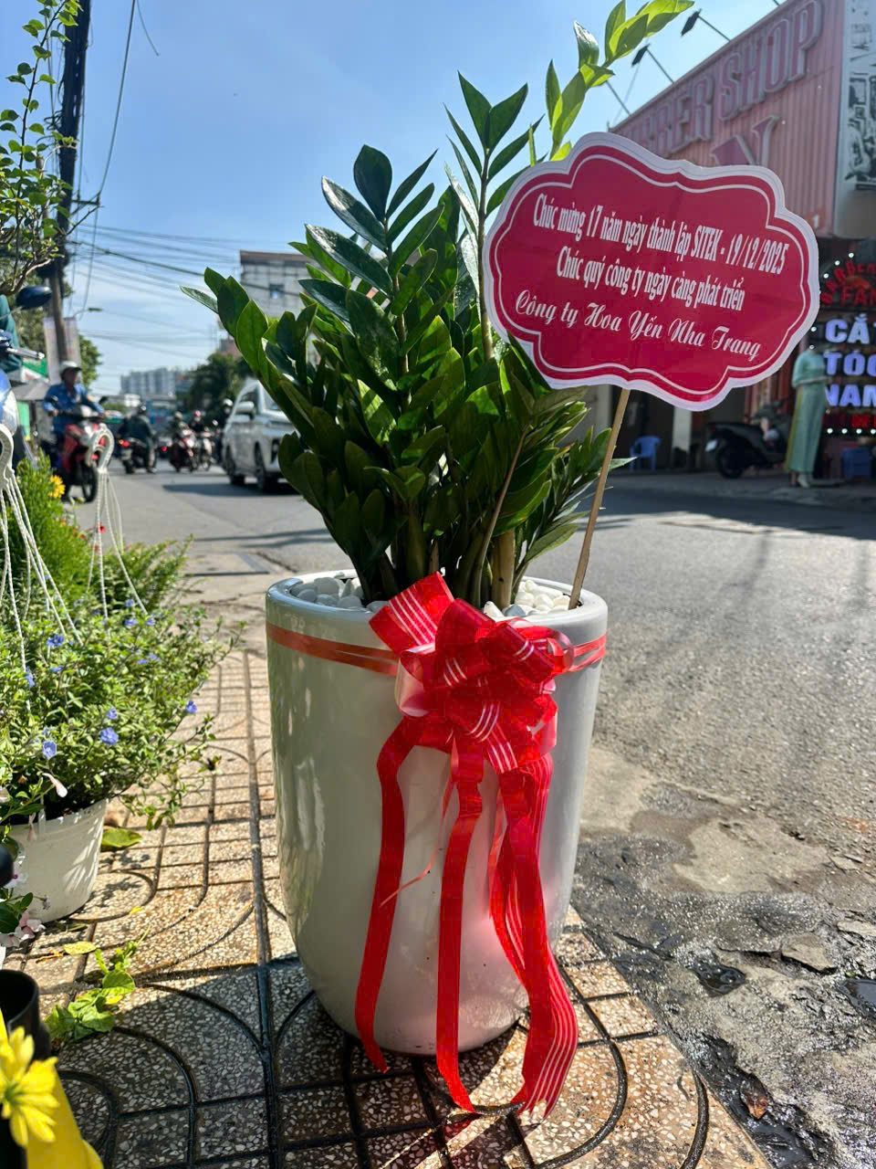 Cây xanh phong thủy tặng khai trương cửa hàng – Mẫu 45