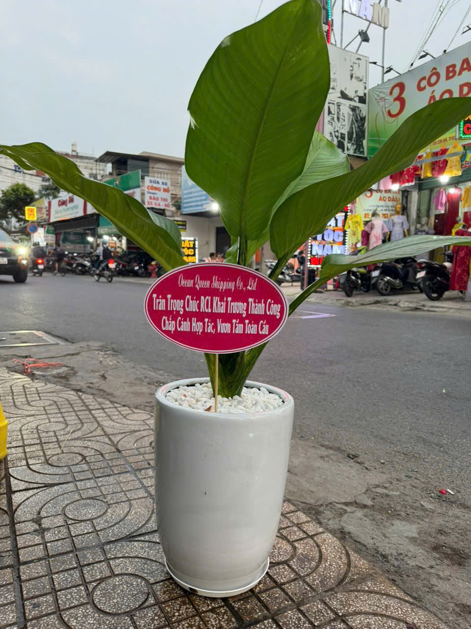 Cây đại phú gia chậu men sứ trắng khai trương – Mẫu 46