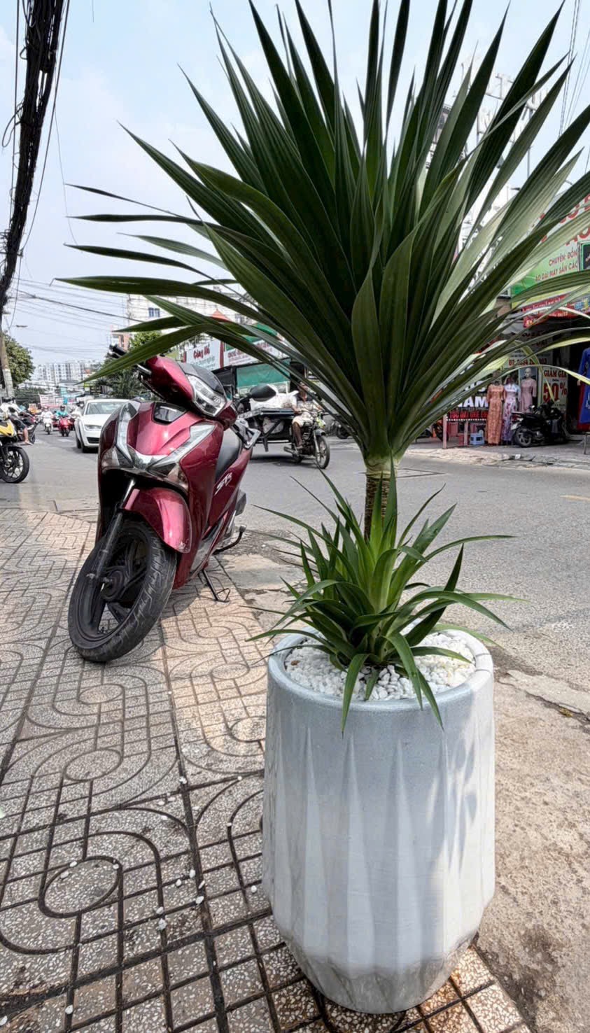 Cây xanh chậu trắng – quà tặng khai trương ý nghĩa – Mẫu 50