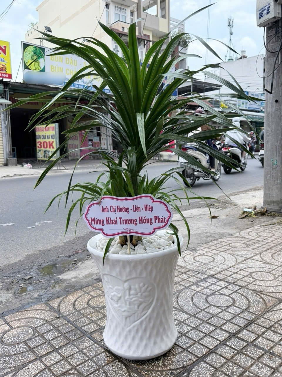 Cây phát tài núi chậu men sứ đứng tặng cửa hàng mới – Mẫu 51