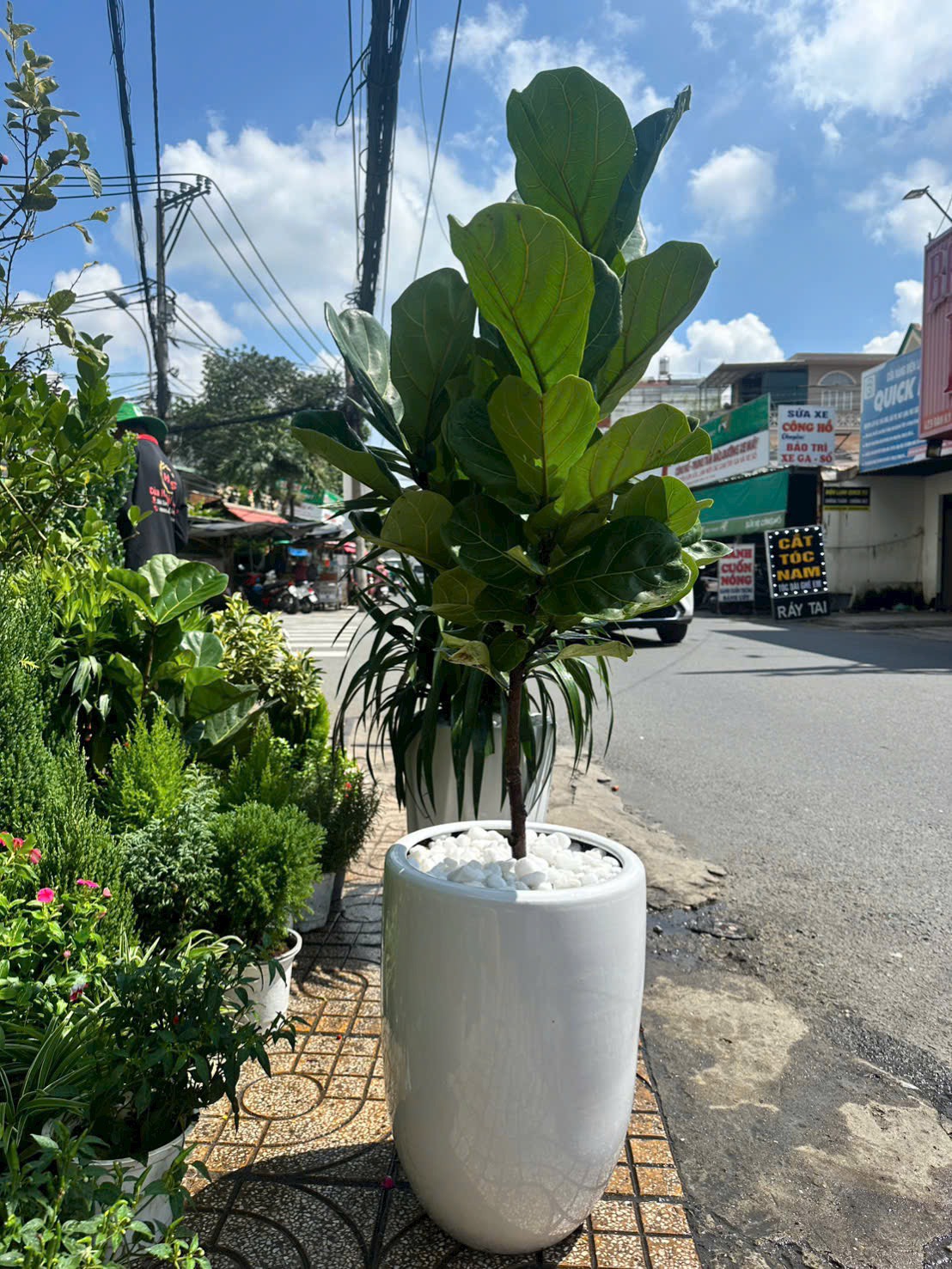 Cây bàng Singapore chậu sứ men bóng tặng khai trương – Mẫu 52