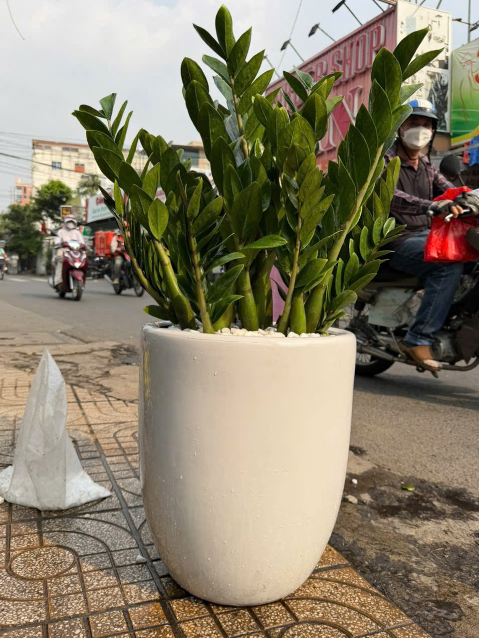 Chậu cây kim tiền- chậu men sứ lớn tặng khai trương