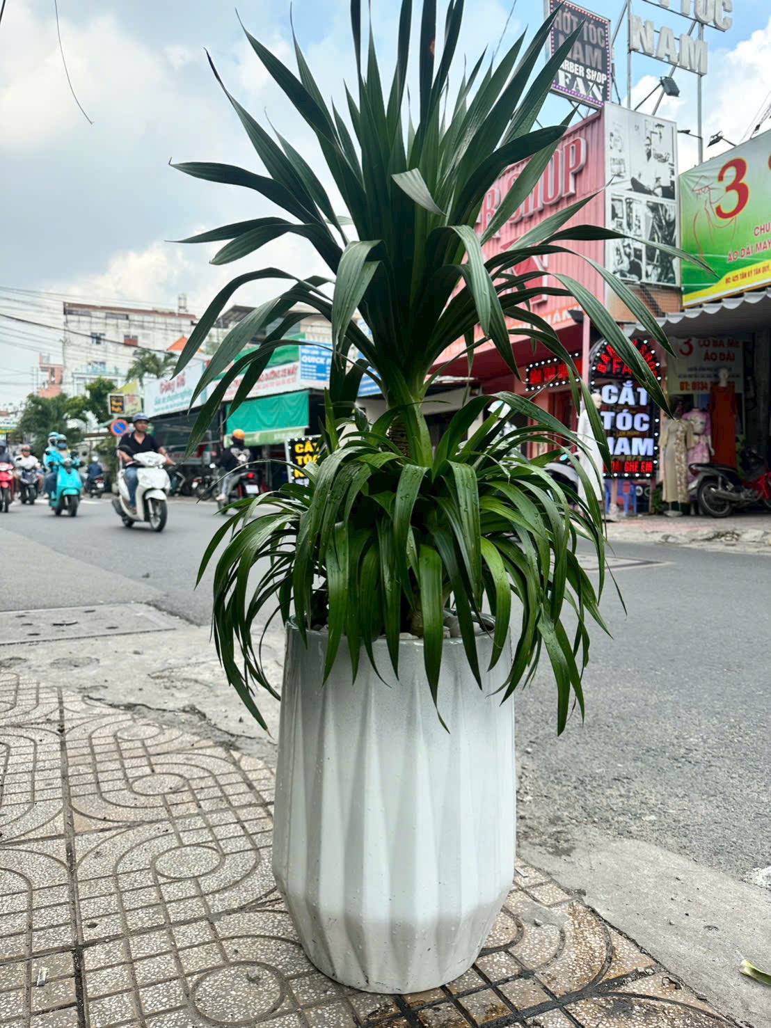 Cây phát tài núi chậu sứ trắng khai trương – Mẫu 55
