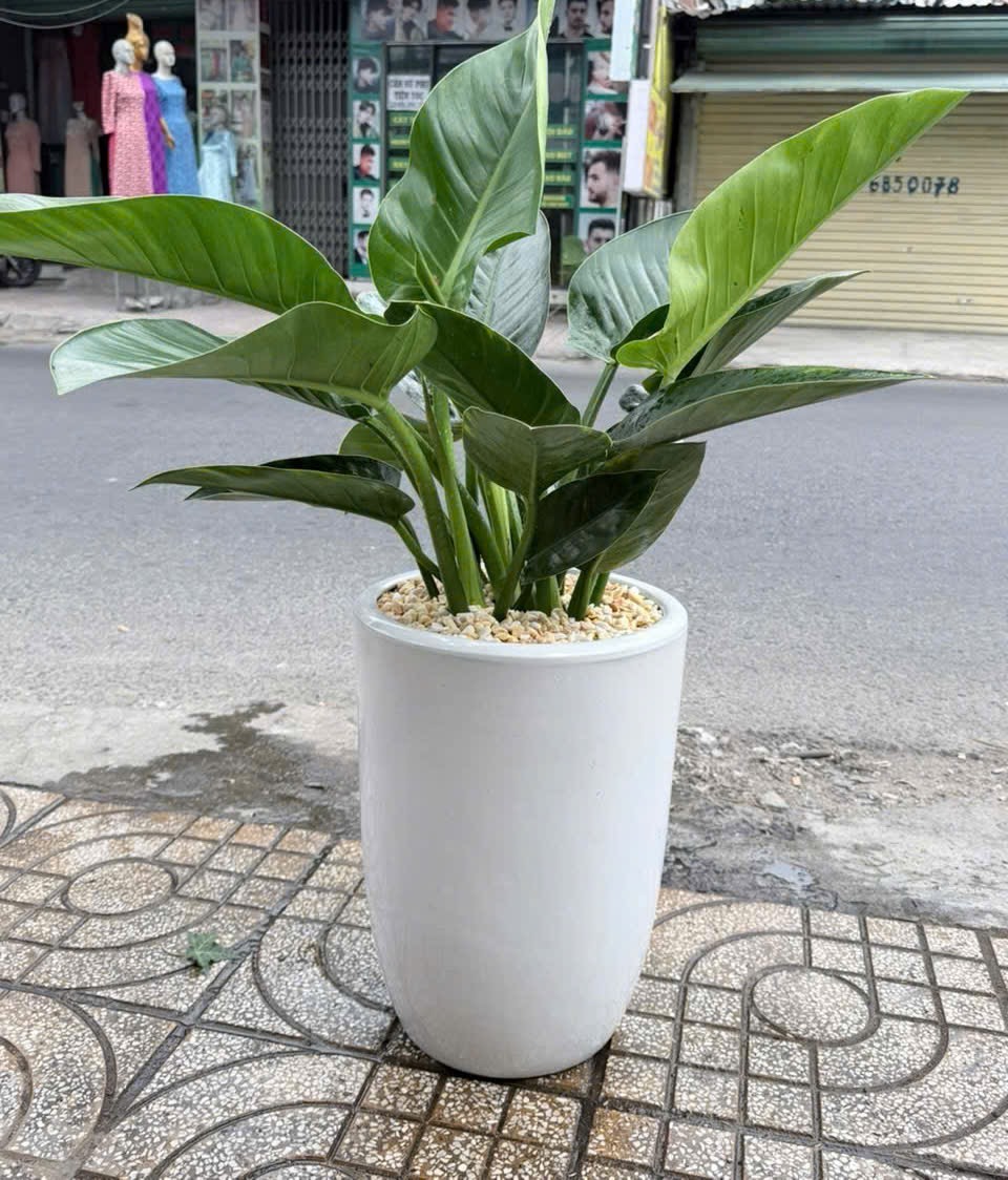 Cây trang trí quầy thu ngân – chậu sứ trắng – Mẫu 57